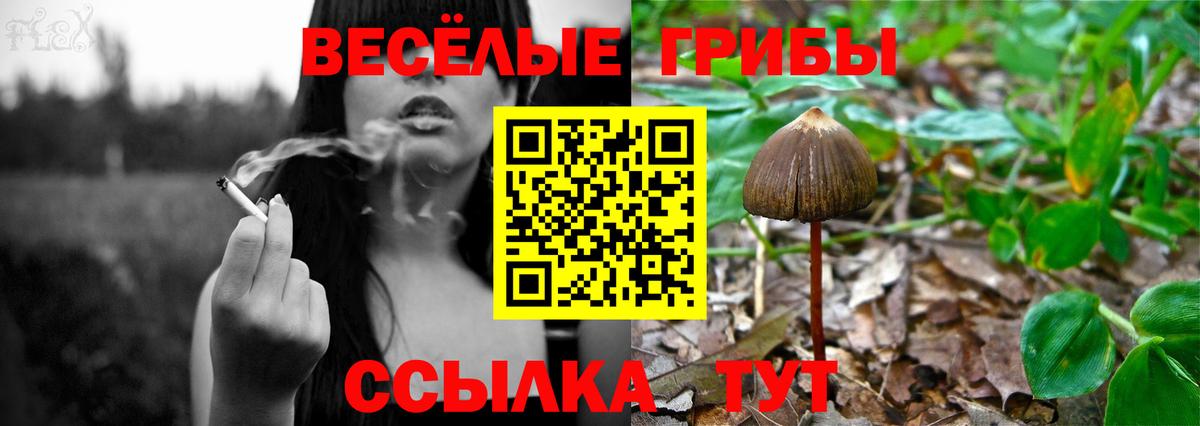 Псилоцибиновые грибы Psilocybe  Вход с VPN  Соль-Илецк 